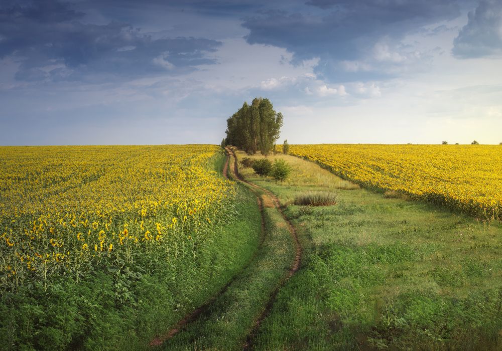 Лето отсюда и до горизонта)