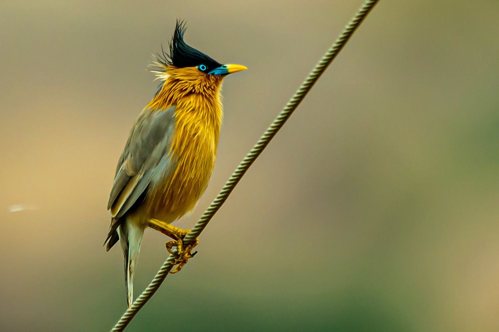 Brahminy Starling