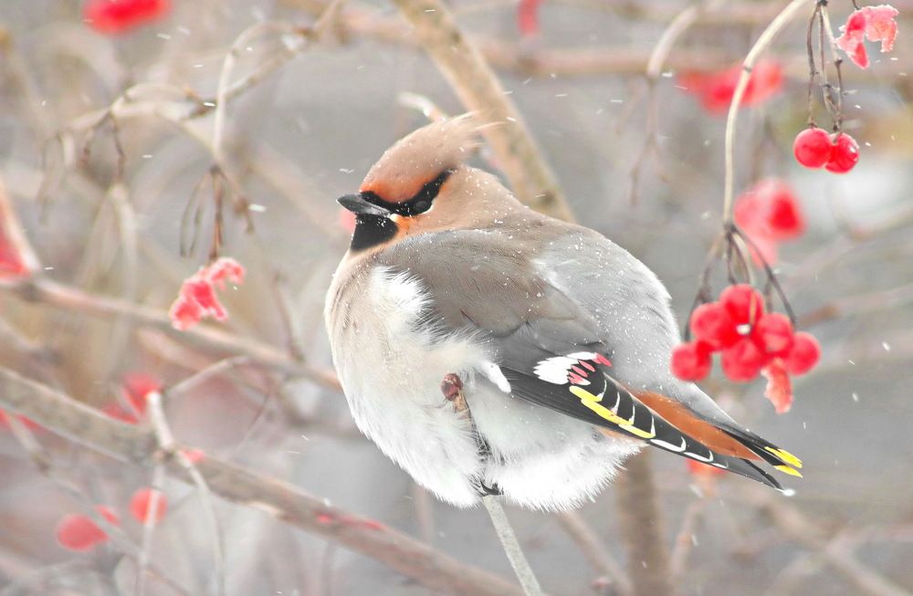 Нарядный свиристель