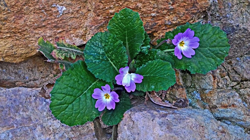 Photograph by рамаз хонелидзе