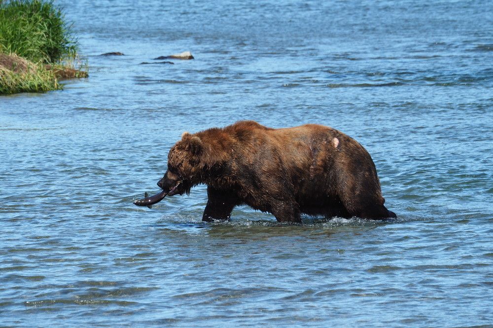 Удачная рыбалка