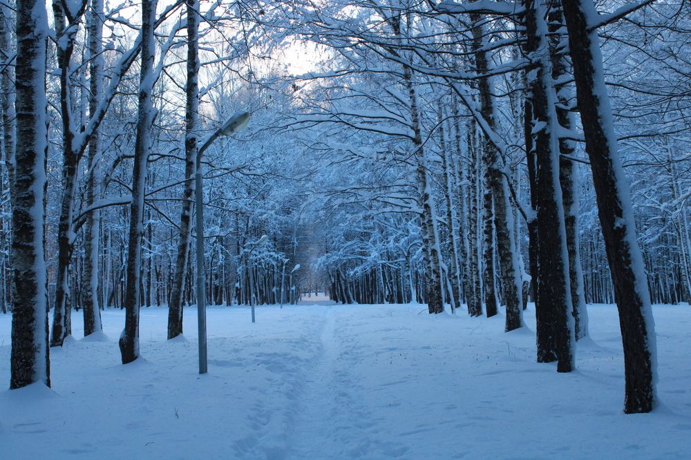 Зимняя прогулка