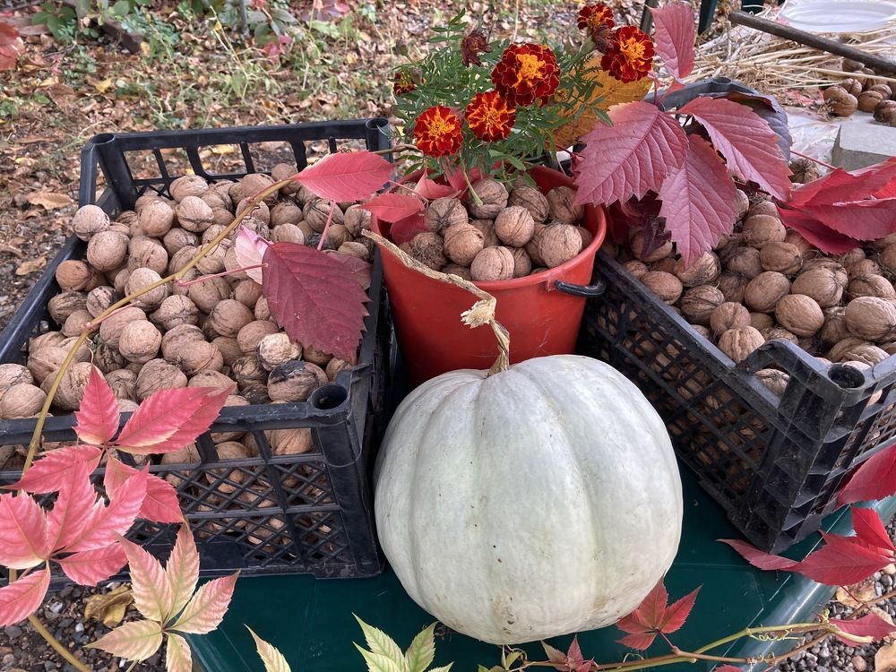 Урожай дачника