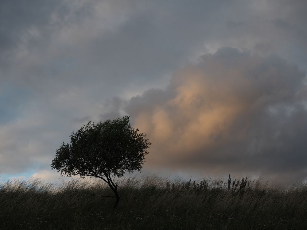 Одинокая гармония