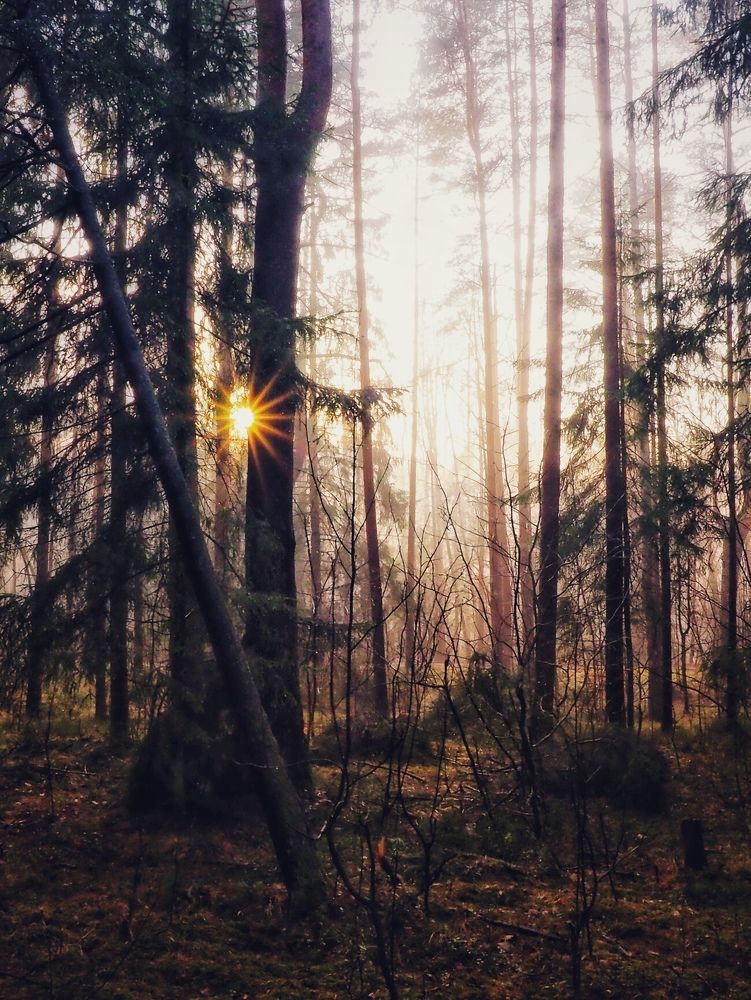 Forest sunset