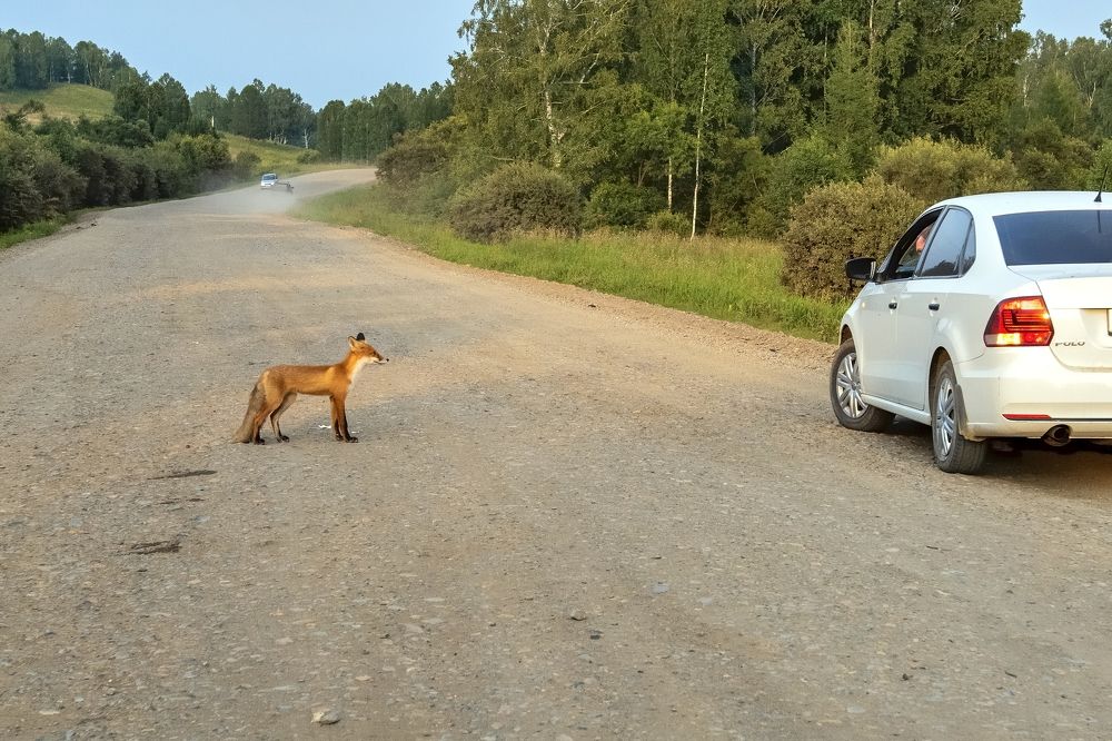 Зеленый патруль