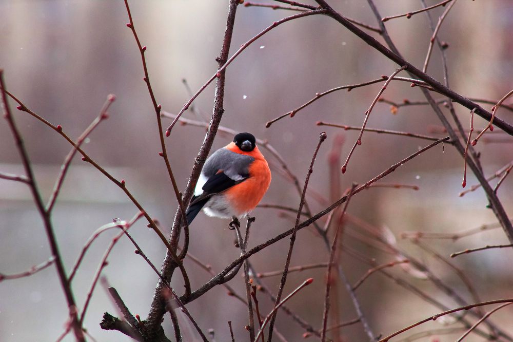 Photograph by Людмила Бурьян