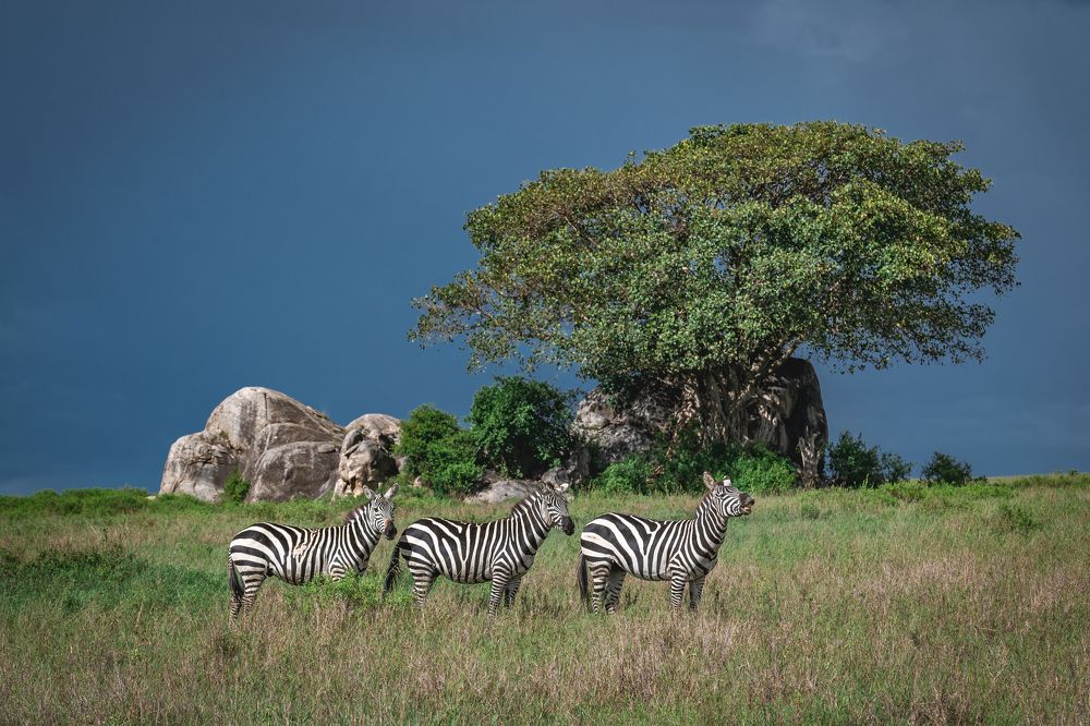 Photograph by Дмитрий Николаев