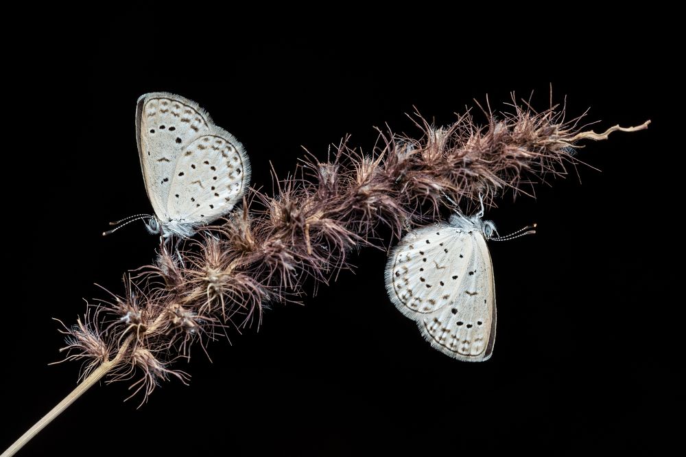 Zizeeria karsandra