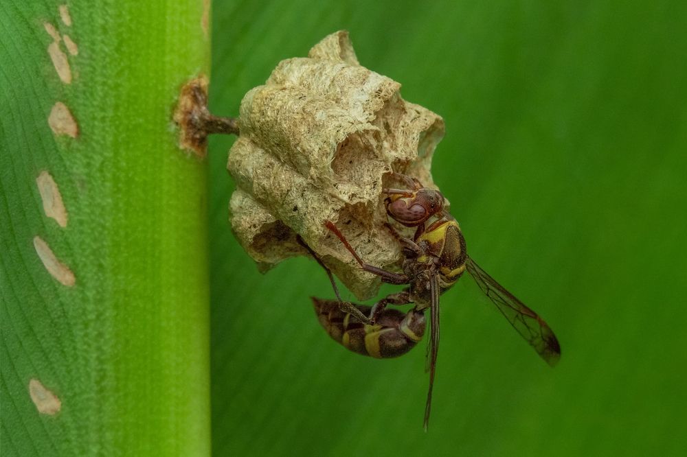 Paper wasp