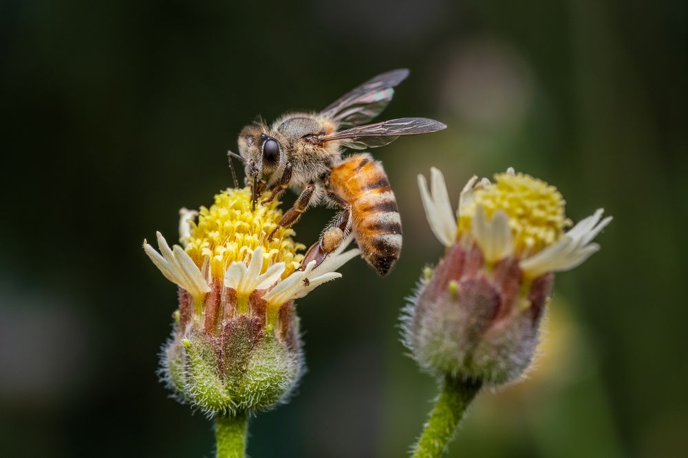 Bee