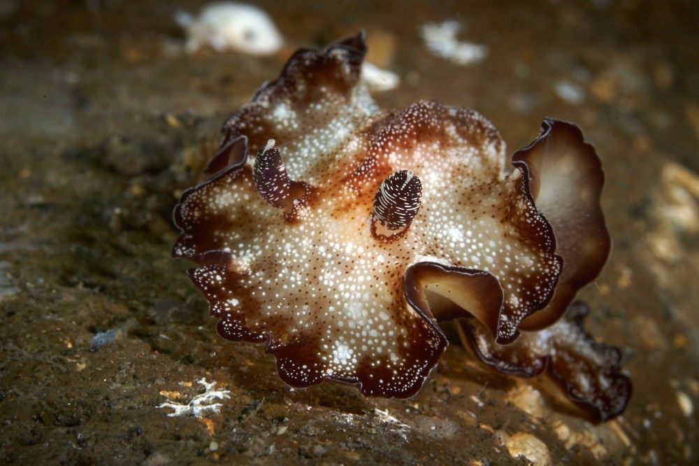 Photograph by Наталия Маслова