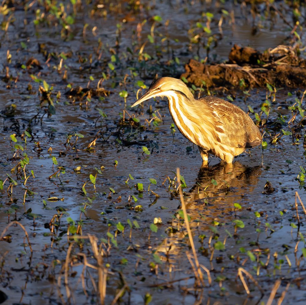 Американская выпь поймала рака