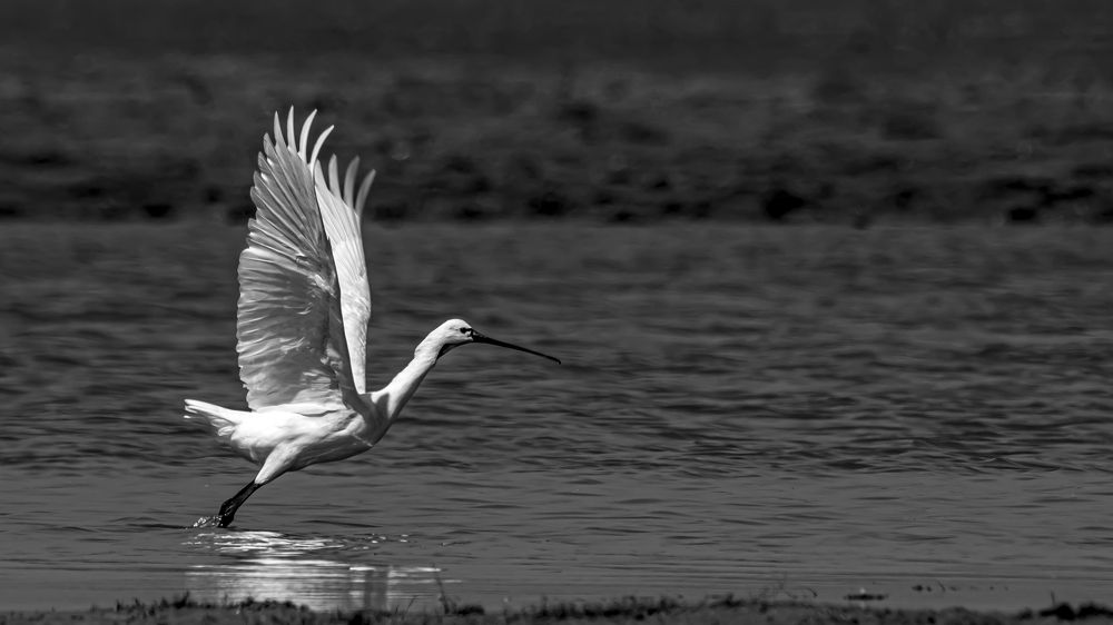 Photograph by Sreenivas Kandukuree