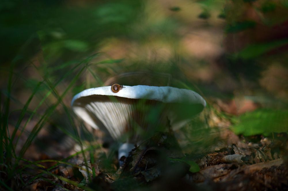 Photograph by Елена Осколкова