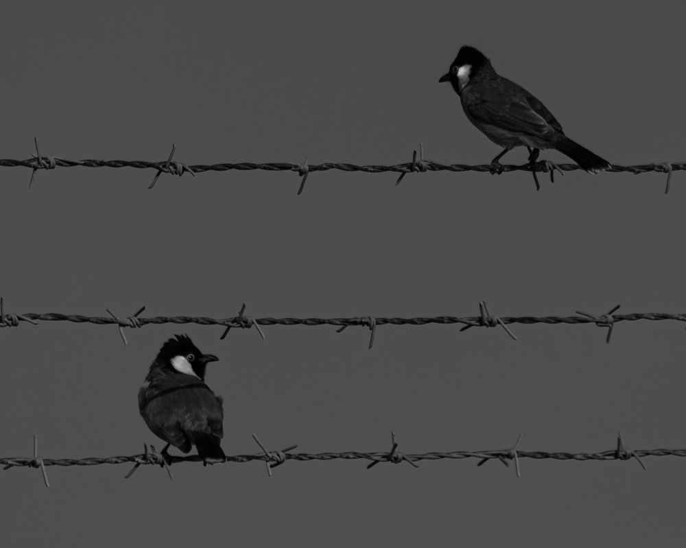 Photograph by Hassan Alawami