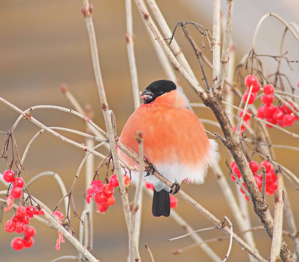 Purrhula purrhula (снегирь)