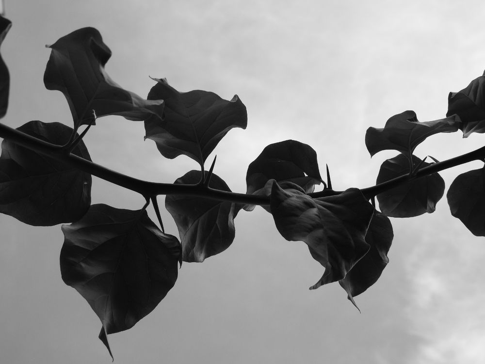 Photograph by mohaddeseh nadi
