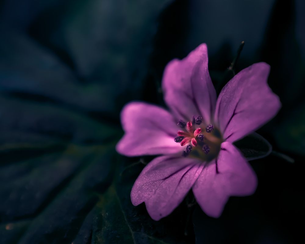 Photograph by Алеся Писнова