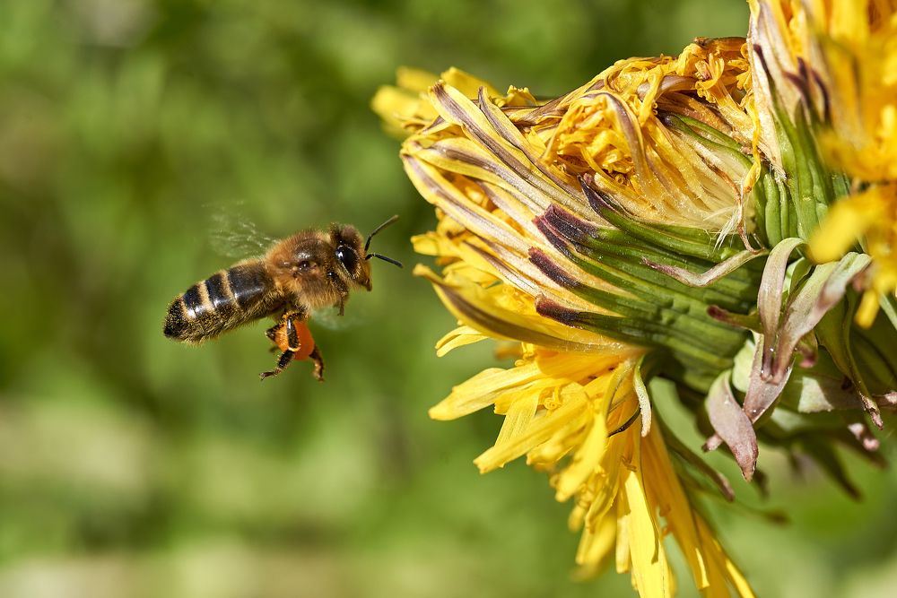 Photograph by Alla Matrosova