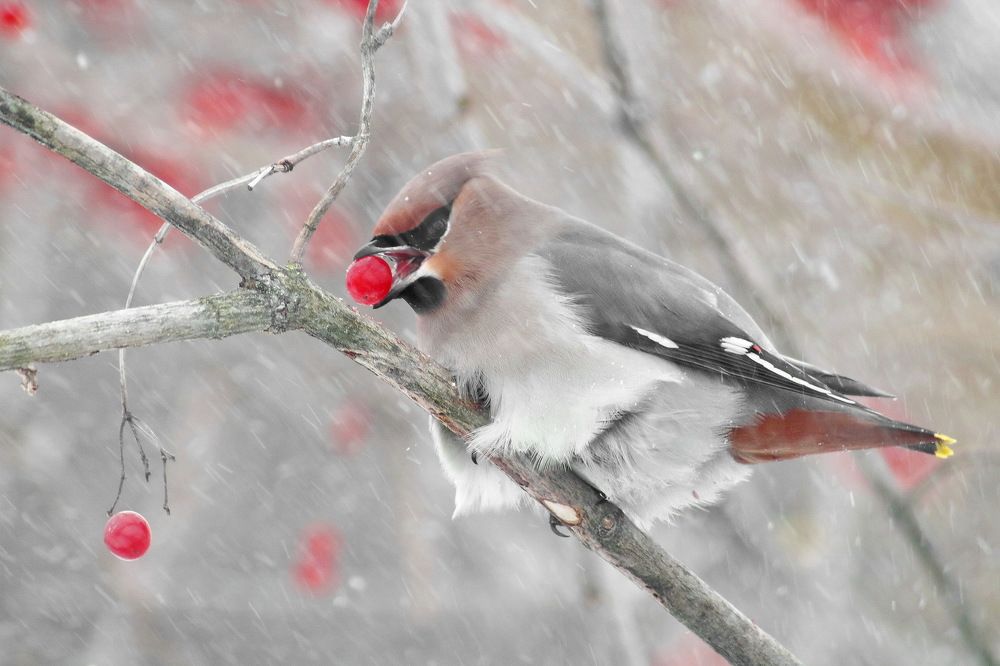 Ягодный пир свиристеля