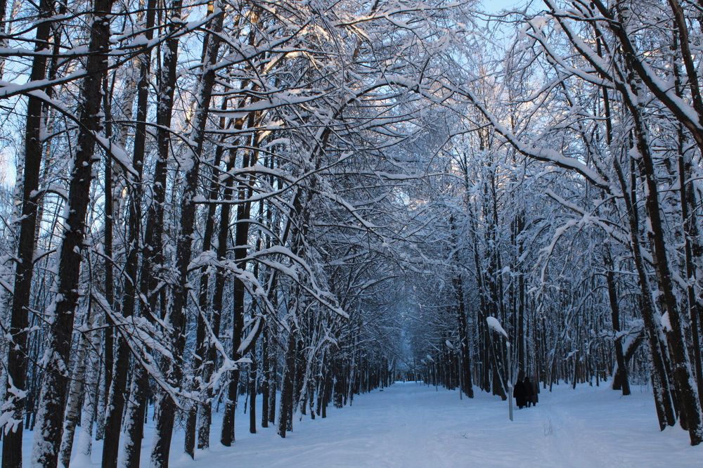 По снежным дорожкам