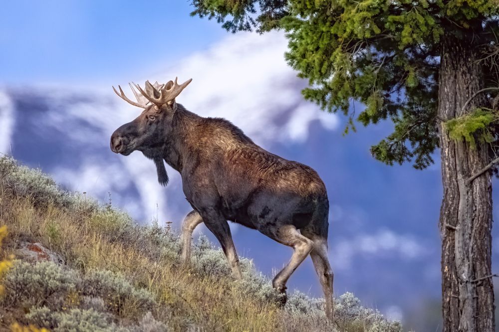 Ascendant Moose