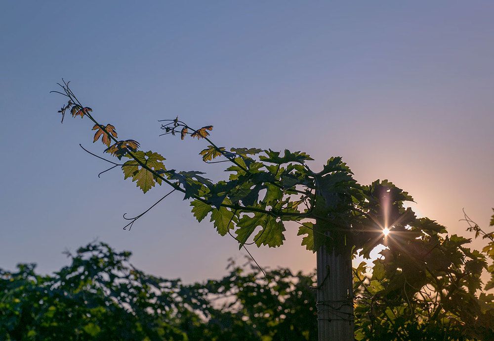 Photograph by Yulia Aslanova