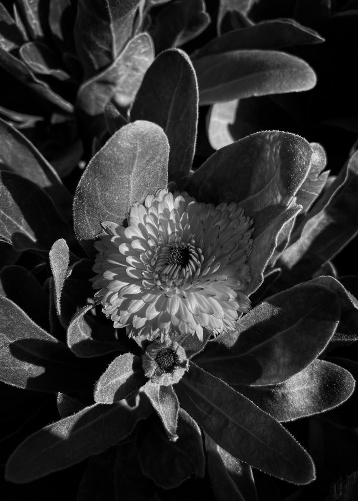 Photograph by Al-Khaqani Ali