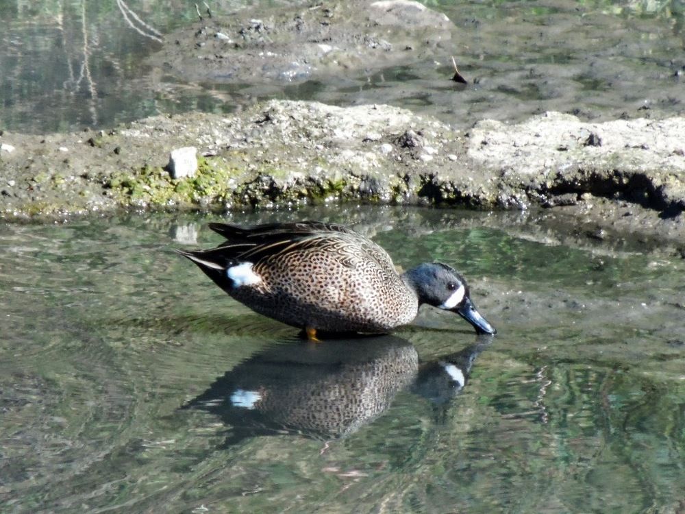 Фотография автора Enrique Rodríguez