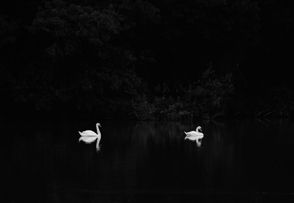White Swans