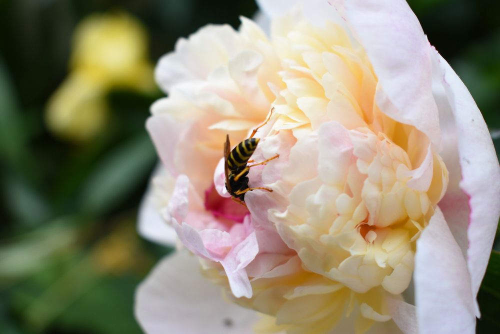 Photograph by Алина Куприянова