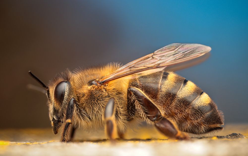 Photograph by Richard Kubica