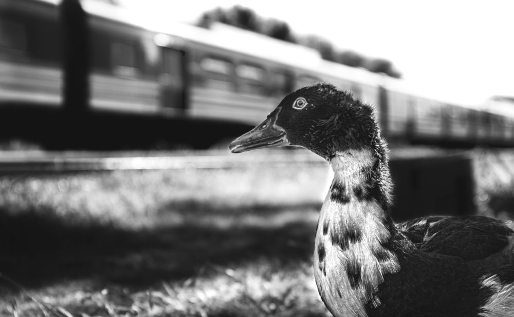 Photograph by Sebastian Dadone