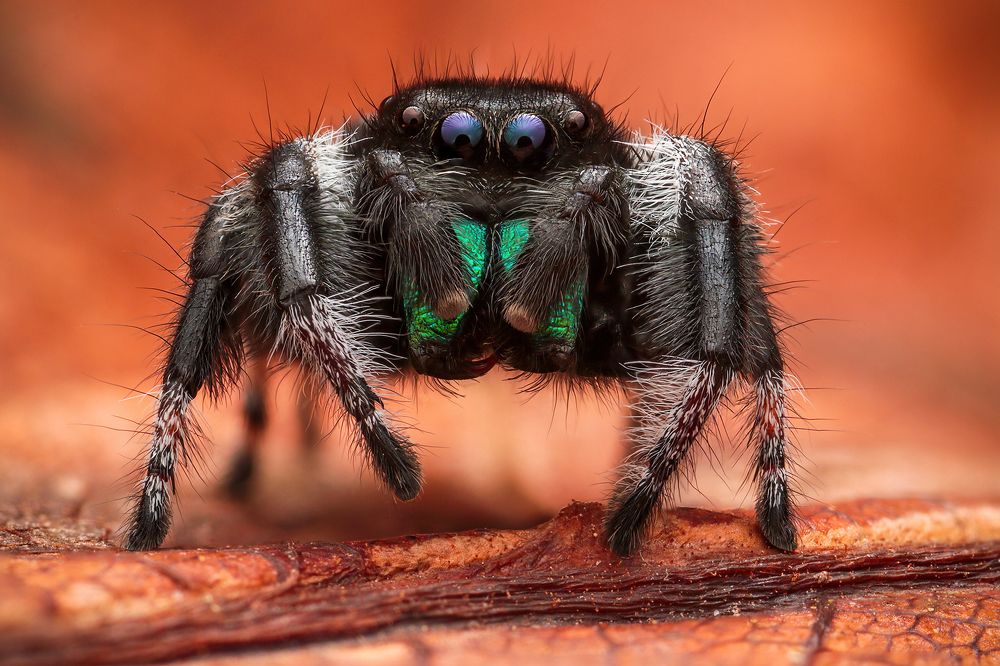 Photograph by Richard Kubica