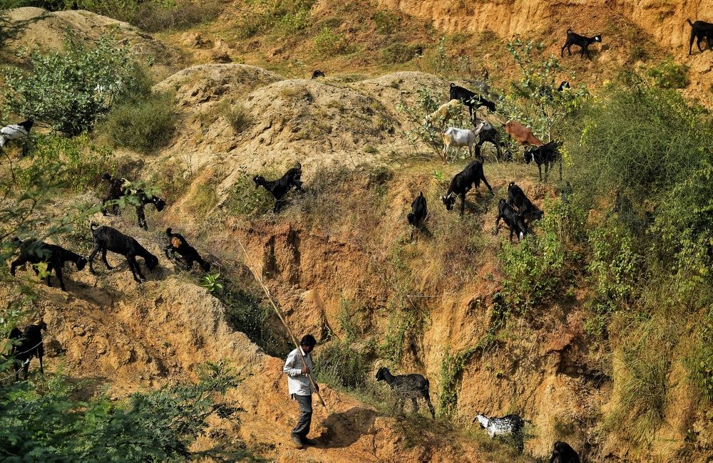 Пастух с козочками