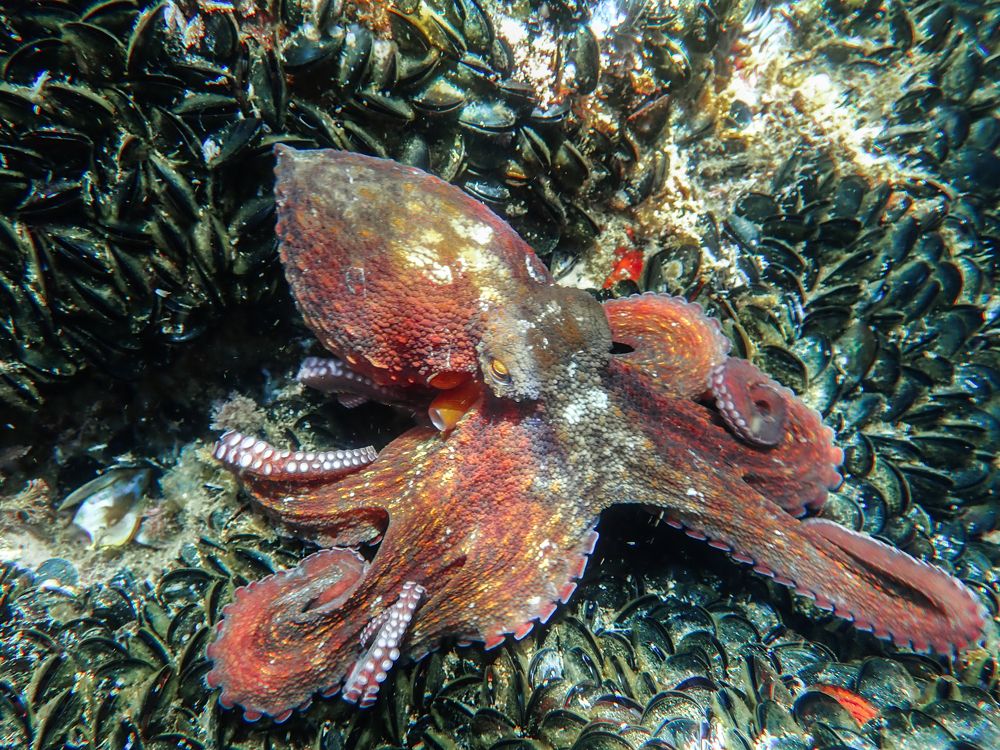 Octopus preys on
