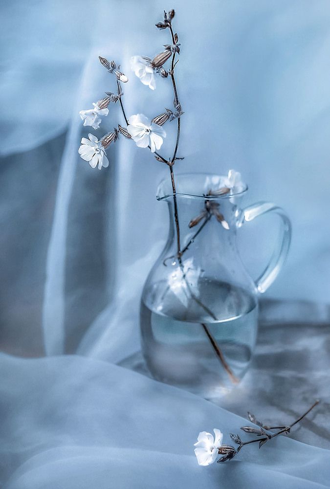 Белый полевой цветок.