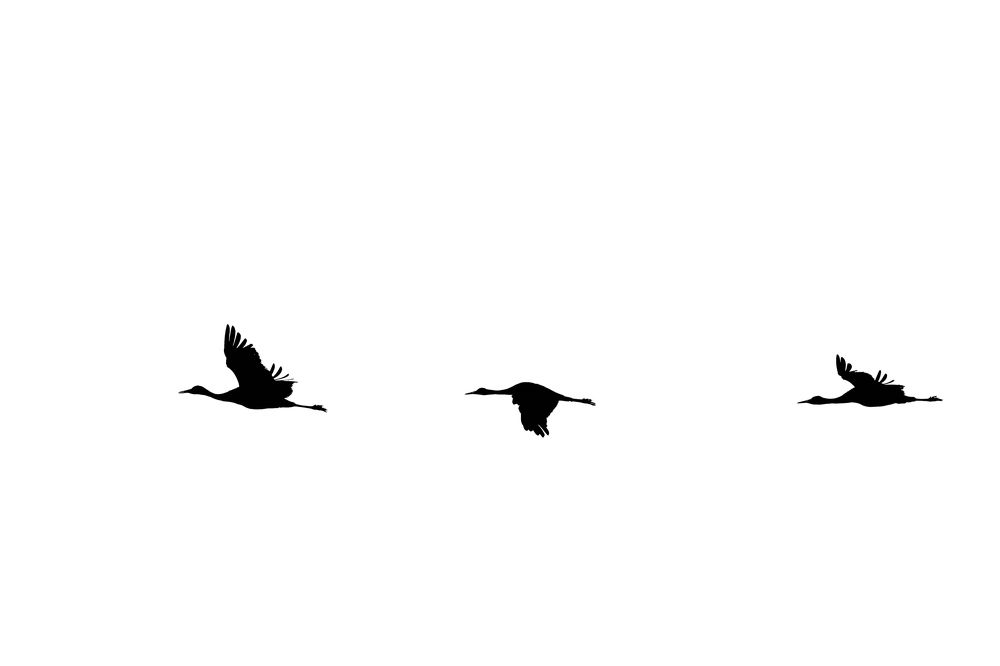 Birds in Motion