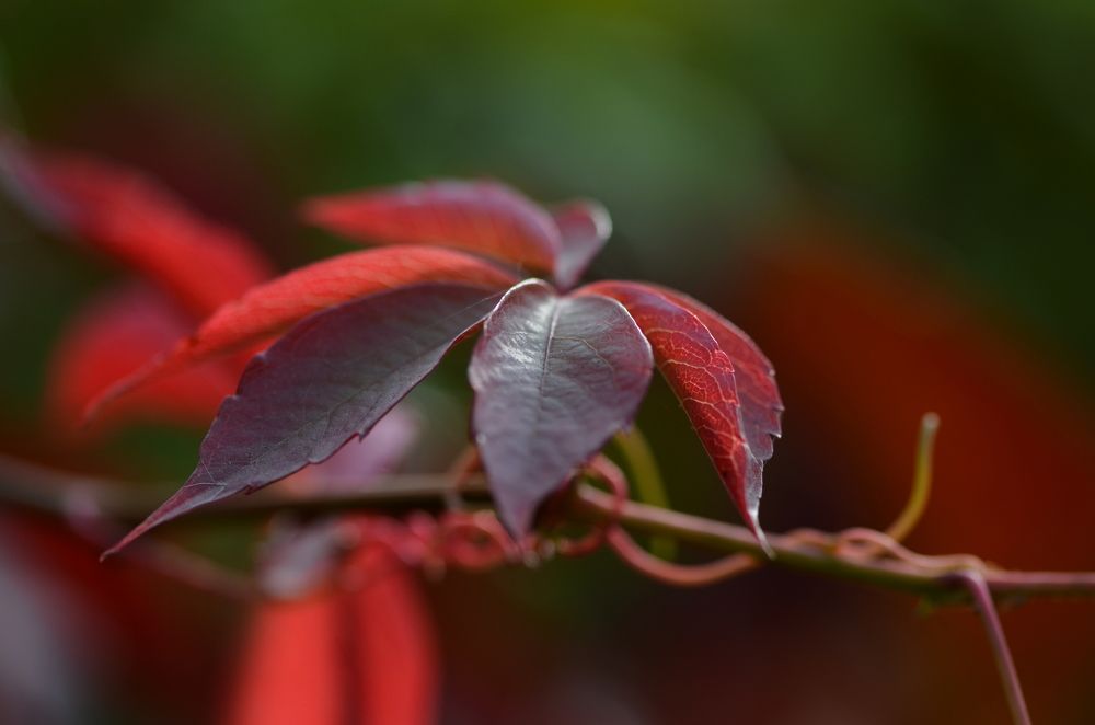 Краски осени.