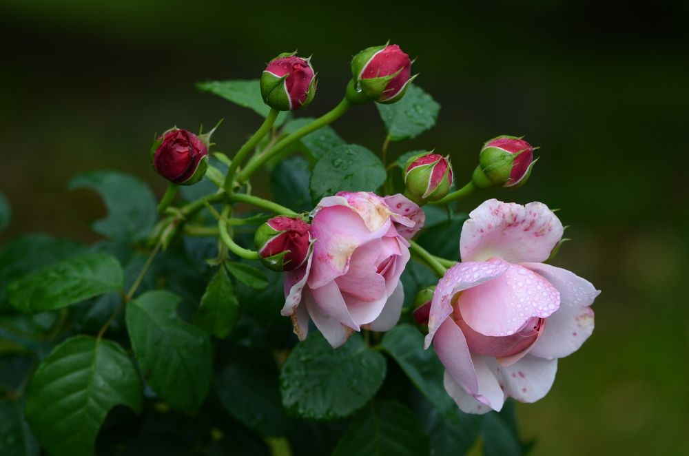 Photograph by Юлия Ястребова