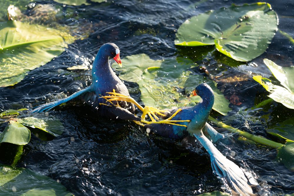 Фотография автора Irina Kozhemyakina