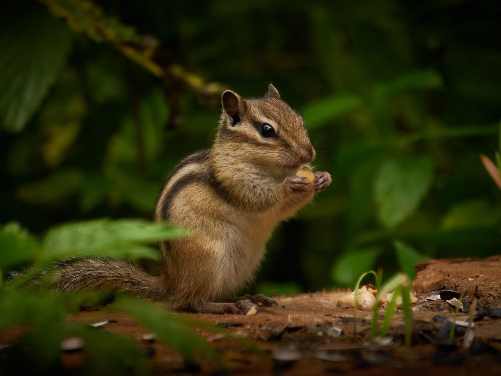 Photograph by Максим Коротких