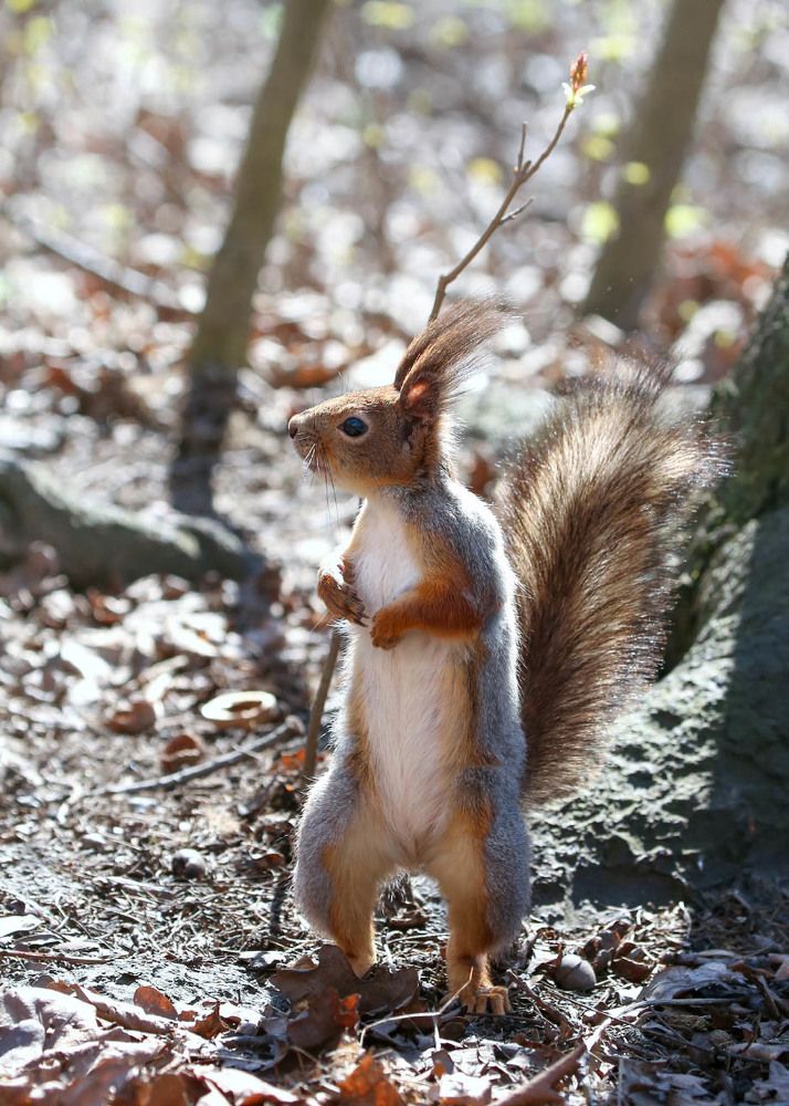 Очаровательный странник - A charming wanderer