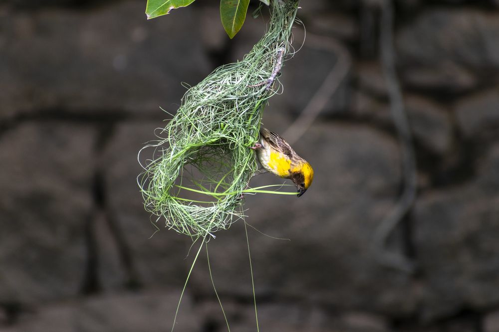 Nesting time...