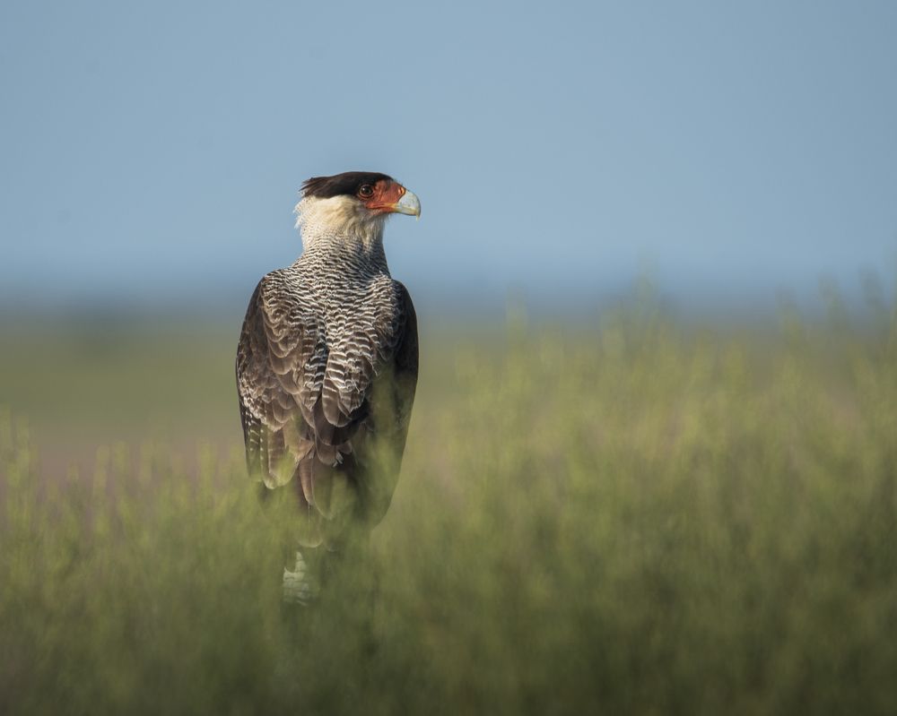 Photograph by Matias Villegas