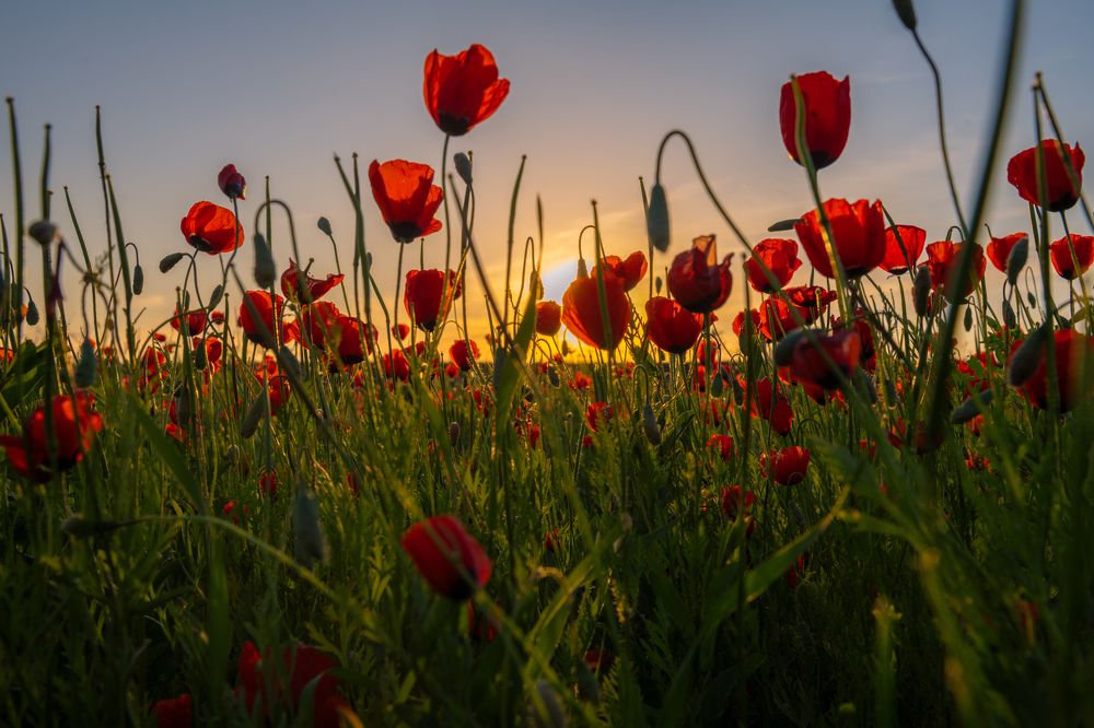 Photograph by Михаил Ноеренчук