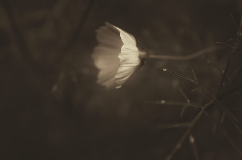 Photograph by Анна Нуразян