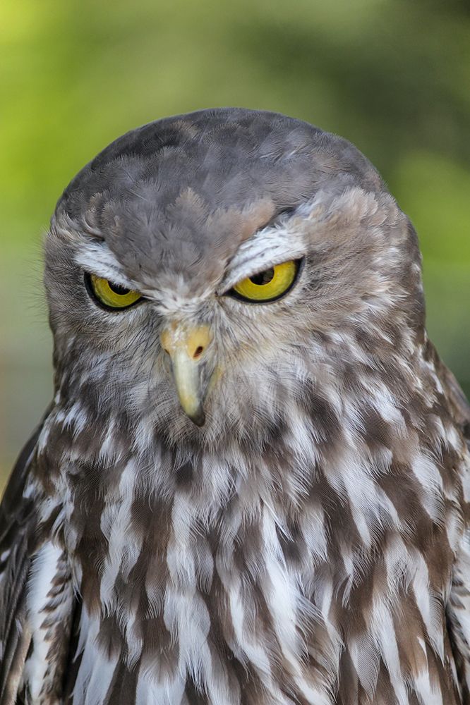 Photograph by Duminda Nadeeshan