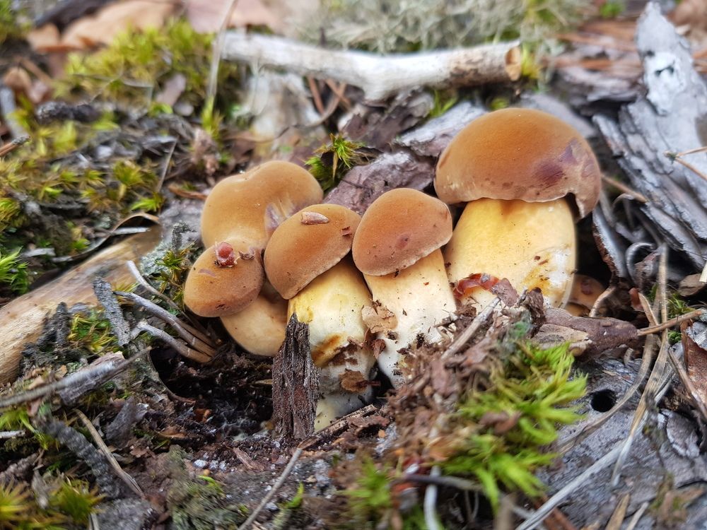 Photograph by Ліана Устимчук